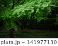 緑のある風景 141977130