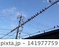 電線にずらりと並ぶキジバトの群れと青空の風景 141977759