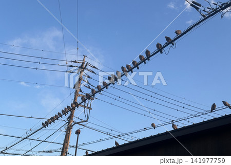 電線にずらりと並ぶキジバトの群れと青空の風景 電線にずらりと並ぶキジバトの群れと青空の風景 141977759