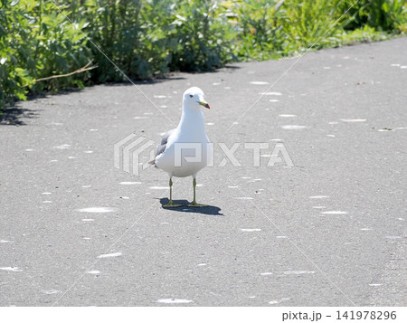 道路に出てきたウミネコ 道路に出てきたウミネコ 141978296