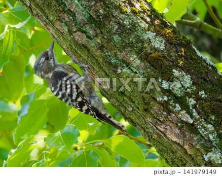 新緑の森で苔むした大木を登るコゲラ 新緑の森で苔むした大木を登るコゲラ 141979149