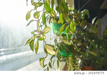 Cascading Vine Leaves Draping Along Window Edge In Warm Sunlight With Potted Plants On Sill Cascading Vine Leaves Draping Along Window Edge In Warm Sunlight With Potted Plants On Sill 141979775