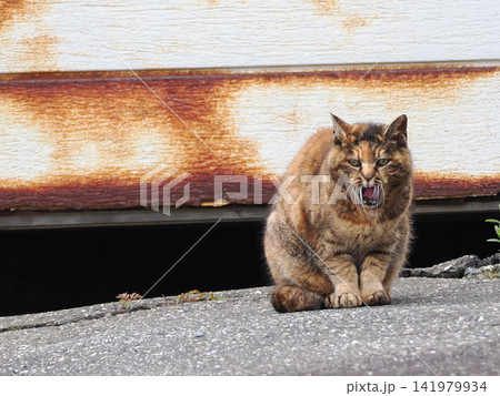 ガレージの前で佇む猫 ガレージの前で佇む猫 141979934