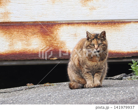 ガレージの前で佇む猫 ガレージの前で佇む猫 141979937