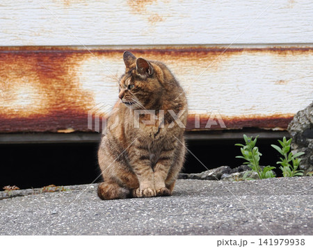 ガレージの前で佇む猫 ガレージの前で佇む猫 141979938