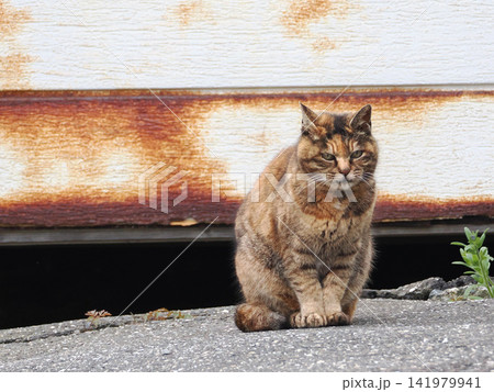 ガレージの前で佇む猫 ガレージの前で佇む猫 141979941