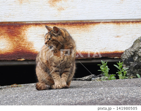 ガレージの前で佇む猫 ガレージの前で佇む猫 141980505