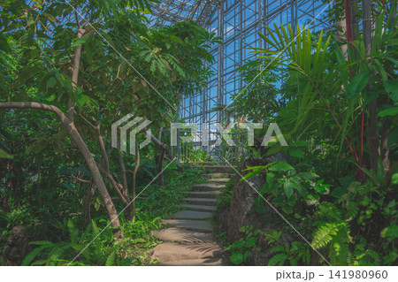 熱帯植物館内の階段通路 141980960