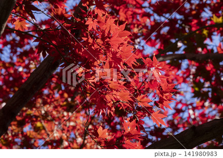 モミジの紅葉 モミジの紅葉 141980983