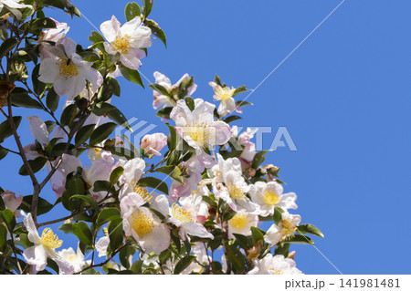 サザンカの花 141981481