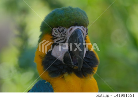 ルリコンゴウインコの表情 ルリコンゴウインコの表情 141981551
