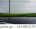 八月、雨の大田原の田園 141981570