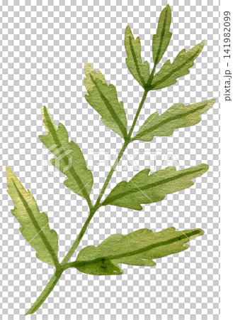 Watercolor Green Foliage with Serrated Leaves Isolated Element 141982099