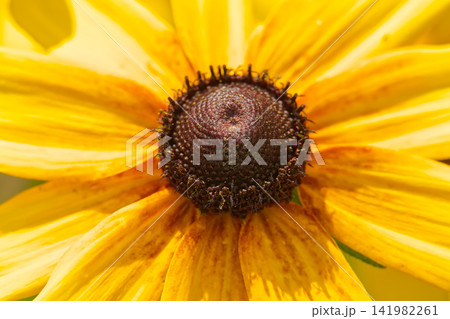 Close-up macro view of a vibrant yellow coneflower with a dark center Close-up macro view of a vibrant yellow coneflower with a dark center 141982261