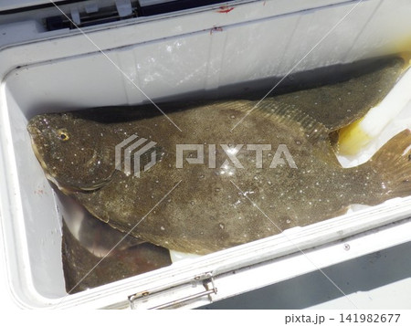 釣り上げた天然ヒラメ 釣り上げた天然ヒラメ 141982677