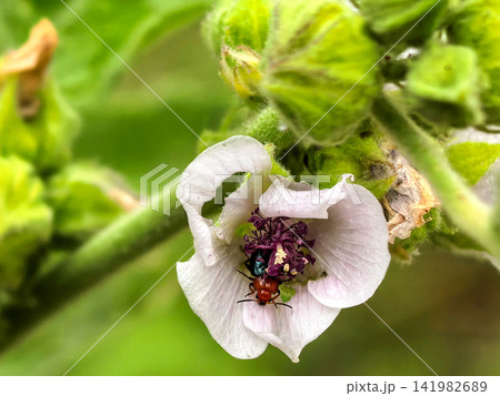 Colorful Beetle Feeding Inside Pale Pink Mallow Flower 141982689