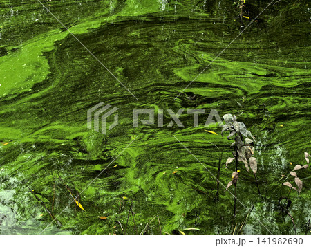 Bright Green Algae Covering Surface Of Stagnant Pond Bright Green Algae Covering Surface Of Stagnant Pond 141982690