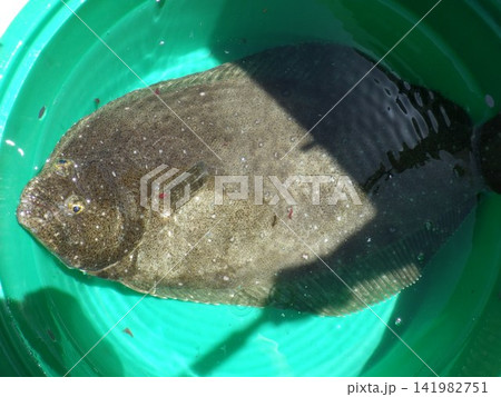 釣った魚 釣った魚 141982751