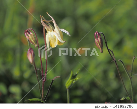 草原に咲くヤマオダマキ 草原に咲くヤマオダマキ 141982790
