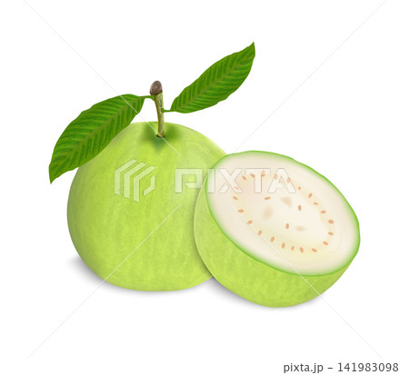 Fresh green guava vector illustration with green leaves on white background. 141983098