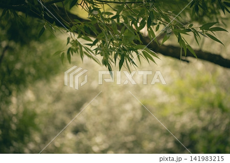 Ambient muted green willow tree leaves framing a soft blurred summer bokeh background with copy space Ambient muted green willow tree leaves framing a soft blurred summer bokeh background with copy space 141983215