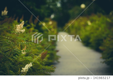 Blur dreamlike garden path with blooming sorbaria sorbifolia and green foliage in sunny day of summer, natural background. Blur dreamlike garden path with blooming sorbaria sorbifolia and green foliage in sunny day of summer, natural background. 141983217