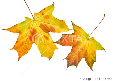 Autumn couple.Two maple yellow orange leaves Autumn couple.Two maple yellow orange leaves 141983761