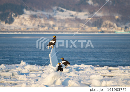 羅臼流氷上に止まるオオワシ達 羅臼流氷上に止まるオオワシ達 141983773