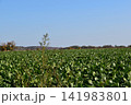 北海道　十勝の畑 141983801