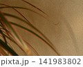 観葉植物の影 141983802