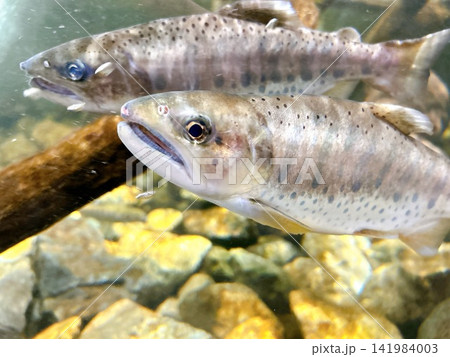 水中で泳ぐ渓流魚アマゴ（ヤマメ）のクローズアップ 141984003