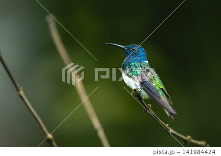 Male white-necked jacobin in profile on branch Male white-necked jacobin in profile on branch 141984424
