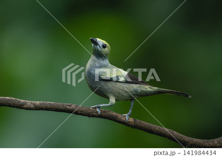 Palm tanager turns towards camera on branch Palm tanager turns towards camera on branch 141984434