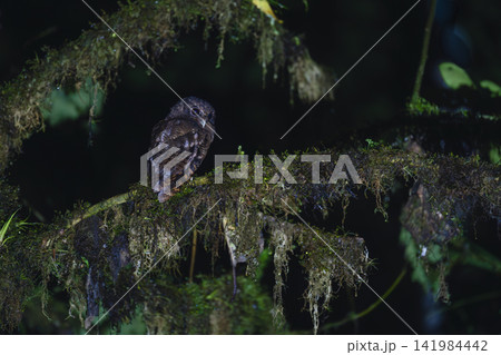 Rufescent screech owl looks down from branch Rufescent screech owl looks down from branch 141984442