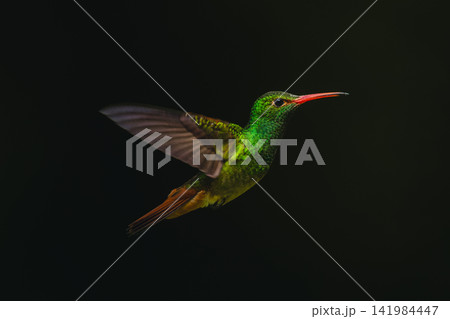Rufous-tailed hummingbird hovers against green blurred background Rufous-tailed hummingbird hovers against green blurred background 141984447
