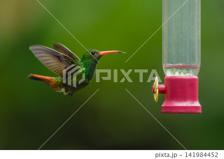 Rufous-tailed hummingbird lifts blurred wings by feeder Rufous-tailed hummingbird lifts blurred wings by feeder 141984452