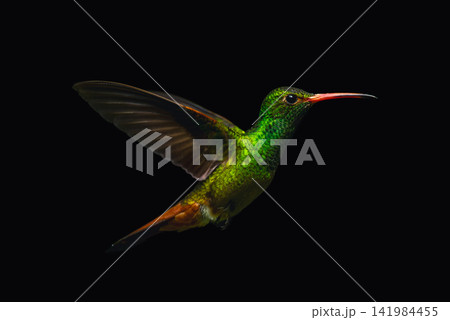 Rufous-tailed hummingbird raises wings against black background 141984455