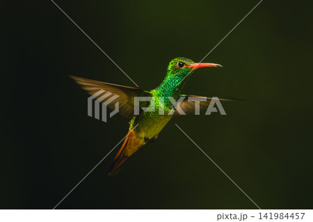 Rufous-tailed hummingbird spreads wings against green background 141984457
