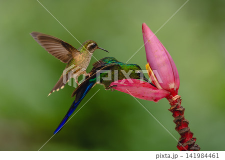 Speckled hummingbird on violet-tailed sylph on flower 141984461