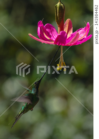 Sword-billed hummingbird hovers drinking from pink flower Sword-billed hummingbird hovers drinking from pink flower 141984462