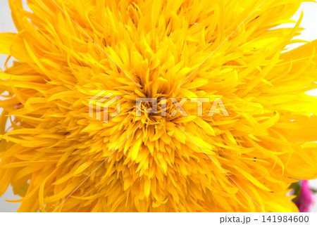 黄色いひまわりの花 黄色いひまわりの花 141984600