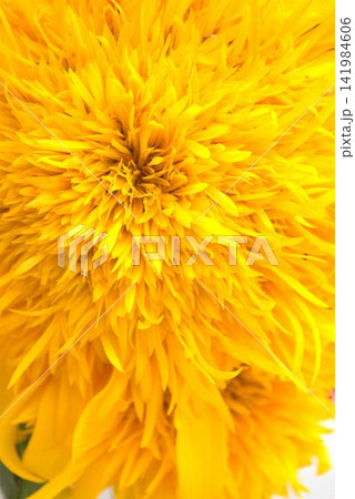 黄色いひまわりの花 141984606