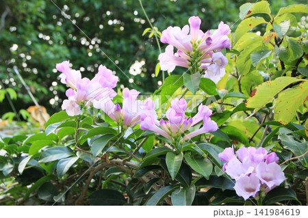 沖縄の花、ニンニクカズラの花、沖縄の風景 沖縄の花、ニンニクカズラの花、沖縄の風景 141984619