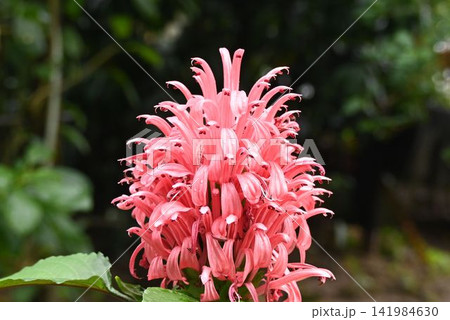 南アメリカ原産のオレンジ色の花の花序が炎が燃え上がるように見える綺麗なサンゴバナ 141984630
