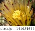 サボテンの仲間「巨鷲玉」の黄色い花 サボテンの仲間「巨鷲玉」の黄色い花 141984644