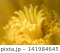 サボテンの仲間「巨鷲玉」の黄色い花 雌しべと雄しべをマクロ撮影 サボテンの仲間「巨鷲玉」の黄色い花 雌しべと雄しべをマクロ撮影 141984645