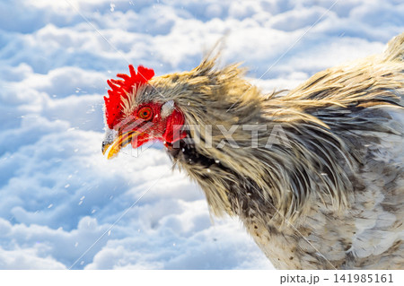 Close-up of a Chicken Head in Snow Close-up of a Chicken Head in Snow 141985161