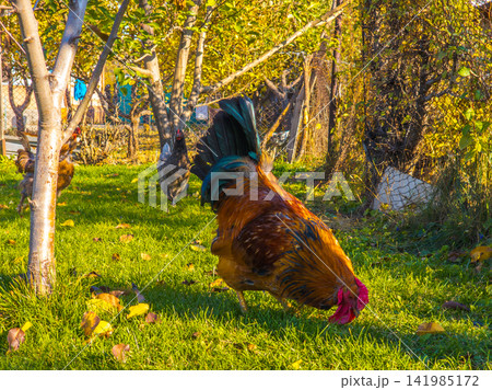Rooster and Hens Grazing in Autumn Sunlight 141985172