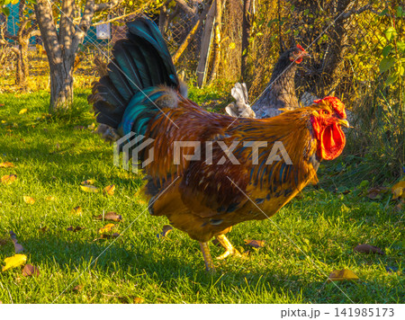 Close-up of a Colorful Rooster Walking in Autumn Sunlight Close-up of a Colorful Rooster Walking in Autumn Sunlight 141985173