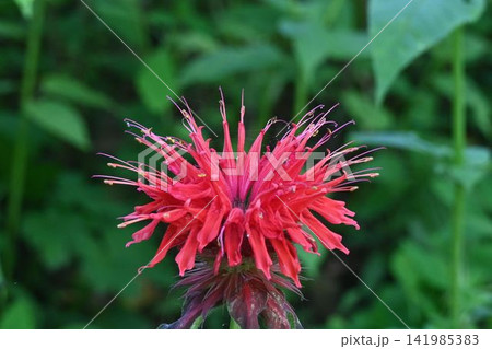 北アメリカ原産のハーブとして民間薬として利用される赤色の花の花序が松明に見えるタイマツバナ 141985383